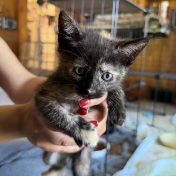 Dash -  Domestic Short Hair Cat for Adoption in Carmel, Indiana - Dash | PetCurious