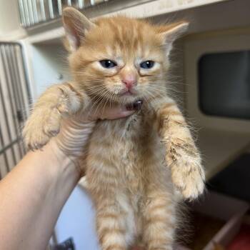 Domestic Short Hair Cats Available for Adoption in Leander, Texas - Woodford | PetCurious
