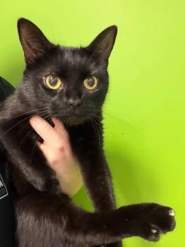 Trixie -  Domestic Short Hair Cat for Adoption in Delson, Quebec - Trixie | PetCurious