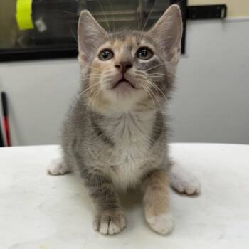 Madonna -  Domestic Short Hair Cat for Adoption in Galveston, Texas - Madonna | PetCurious
