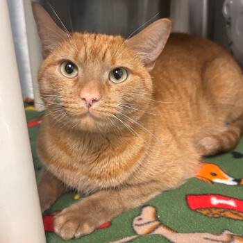 Rescue Domestic Short Hair Cats for Adoption in Belleville, Illinois - Toulouse | PetCurious