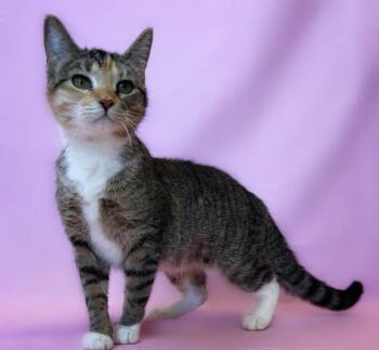 Domestic Short Hair Cats Available for Adoption - Juju | PetCurious