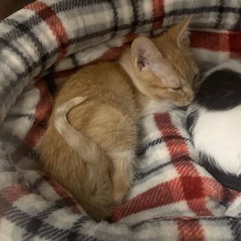 Ladybug -  Domestic Short Hair Cat for Adoption in West Palm Beach, Florida - Ladybug | PetCurious