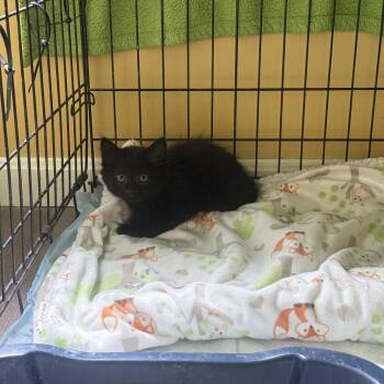 M&M Bowers -  Domestic Medium Hair Cat for Adoption in Woodstock, Virginia - M&M Bowers | PetCurious
