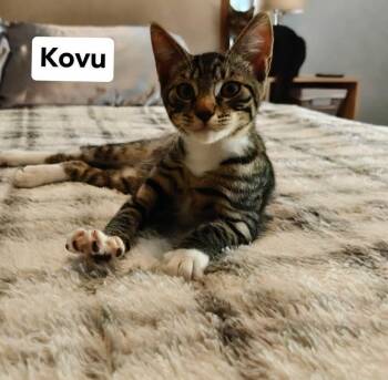 Kovu -  Domestic Short Hair Cat for Adoption in Alafaya, Florida - Kovu | PetCurious