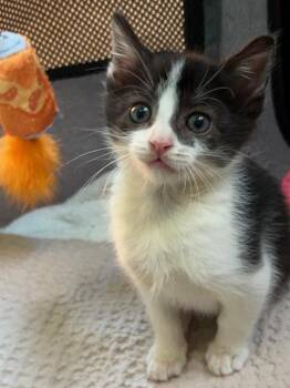 SPIRIT -  Domestic Short Hair Cat for Adoption in Camarillo, California - SPIRIT | PetCurious