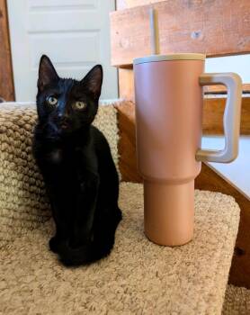 Domestic Short Hair Cats Available for Adoption - Pax | PetCurious