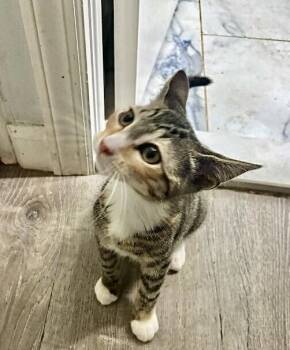 Rosie -  Domestic Short Hair Cat for Adoption in North Babylon, New York - Rosie | PetCurious