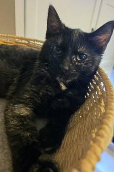 Salsa -  Domestic Short Hair Cat for Adoption in Sioux Falls, South Dakota - Salsa | PetCurious