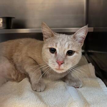 Beaver -  Domestic Short Hair Cat for Adoption in Bristol, Indiana - Beaver | PetCurious