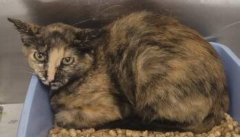 Glitch -  Domestic Short Hair Cat for Adoption in Kemp, Texas - Glitch | PetCurious
