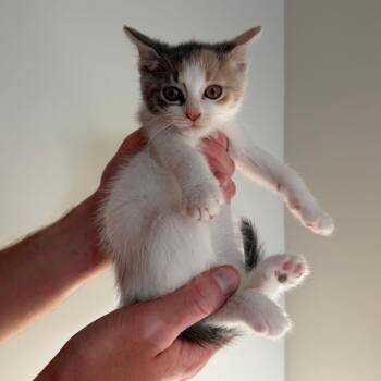 Bridges -  Domestic Short Hair Cat for Adoption in Morristown, New Jersey - Bridges | PetCurious