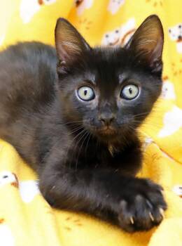 Domestic Short Hair Cats Available for Adoption in Tierra Verde, Florida - Doctor Strange | PetCurious