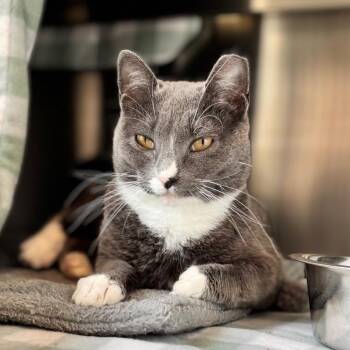 Poppy -  Domestic Short Hair Cat for Adoption in Nashville, Indiana - Poppy | PetCurious