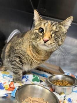 Skye -  Domestic Short Hair Cat for Adoption in Lafayette, Indiana - Skye | PetCurious