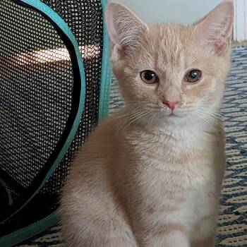 Domestic Short Hair Cats Available for Adoption in Durham, North Carolina - Cinnamon | PetCurious
