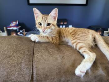 Rescue Tabby Cats for Adoption in Woodinville, Washington - George | PetCurious