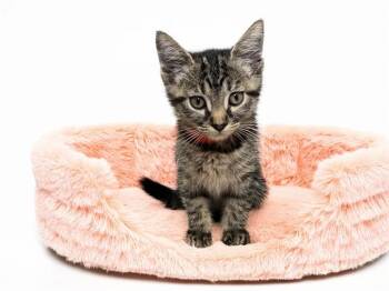 EVIE -  Domestic Short Hair Cat for Adoption in Fort Lauderdale, Florida - EVIE | PetCurious