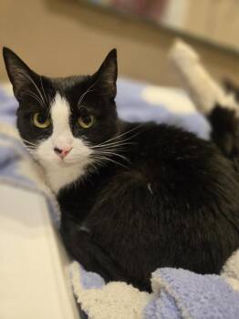 Kiki -  Domestic Short Hair Cat for Adoption in Greensboro, North Carolina - Kiki | PetCurious