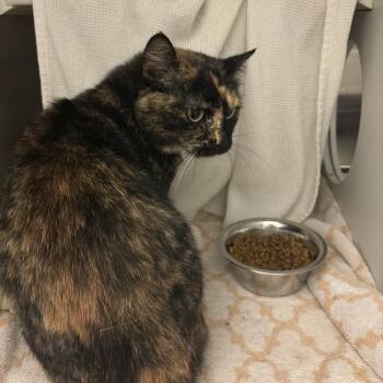 Endora -  Domestic Short Hair Cat for Adoption in Council Bluffs, Iowa - Endora | PetCurious