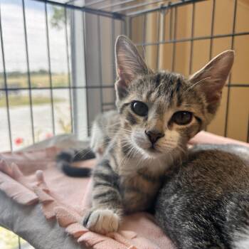 Bacon -  Domestic Short Hair Cat for Adoption in Myerstown, Pennsylvania - Bacon | PetCurious