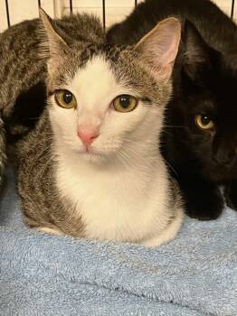 Rescue Domestic Short Hair Cats for Adoption in Lunenburg, Massachusetts - Royace | PetCurious