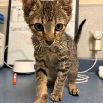 Domestic Short Hair Cats Available for Adoption in Morristown, Vermont - O