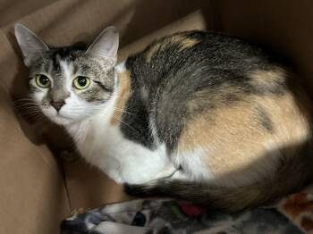 Camo -  Domestic Short Hair Cat for Adoption in Webster City, Iowa - Camo | PetCurious