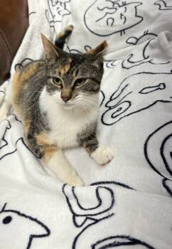 Rescue Domestic Short Hair Cats for Adoption in Little Rock, Arkansas - Penelope Garcia | PetCurious