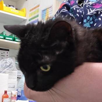 Skorn -  Domestic Short Hair Cat for Adoption in Chattanooga, Tennessee - Skorn | PetCurious