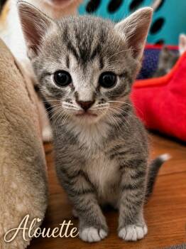 Alouette -  Domestic Short Hair Cat for Adoption in Chattanooga, Tennessee - Alouette | PetCurious