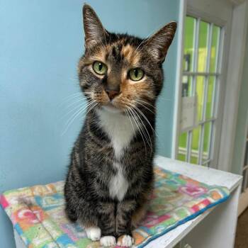 Rescue Calico Cats for Adoption in Memphis, Tennessee - Baby Girl | PetCurious