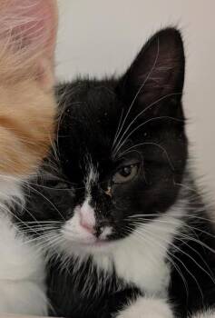 Tuxie -  Domestic Short Hair Cat for Adoption in Salt Lake City, Utah - Tuxie | PetCurious