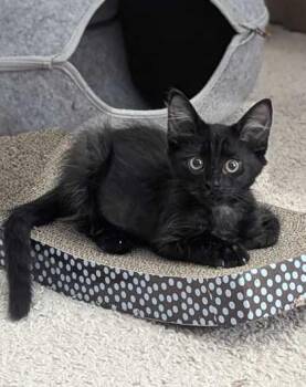 Olive 64025 -  Domestic Medium Hair and Domestic Short Hair Cat for Adoption in Aiken, South Carolina - Olive 64025 | PetCurious