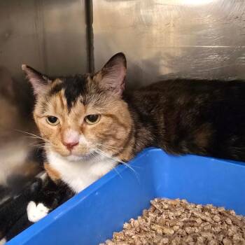 Domestic Short Hair Cats Available for Adoption - Cookie | PetCurious