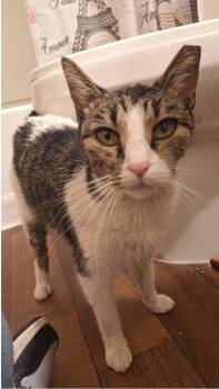 Joyce Byers -  Domestic Short Hair and Tabby Cat for Adoption in Chandler, Arizona - Joyce Byers | PetCurious