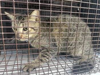 A660469 -  Domestic Short Hair Cat for Adoption in Houston, Texas - A660469 | PetCurious
