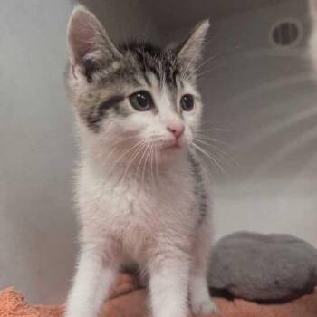 Coffee -  Domestic Short Hair Cat for Adoption in Dayton, Ohio - Coffee | PetCurious