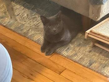Seasmoke -  Domestic Medium Hair Cat for Adoption in Raleigh, North Carolina - Seasmoke | PetCurious