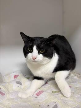 Domestic Short Hair Cats Available for Adoption in Delson, Quebec - Striker | PetCurious