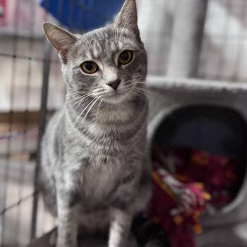 Rescue Domestic Short Hair Cats for Adoption in Rixeyville, Virginia - Millie | PetCurious