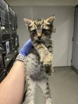 Domestic Short Hair Cats Available for Adoption in Doral, Florida - GUEKO | PetCurious