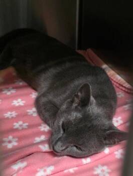 Shadow -  Domestic Short Hair Cat for Adoption in Clinton, Missouri - Shadow | PetCurious