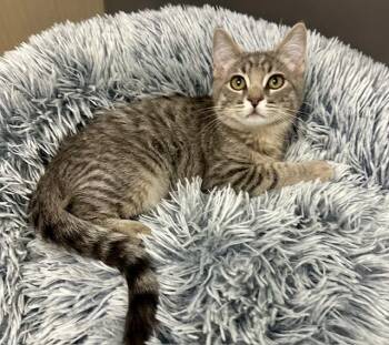 Rescue Tabby Cats for Adoption in Westlake Village, California - Jagger | PetCurious