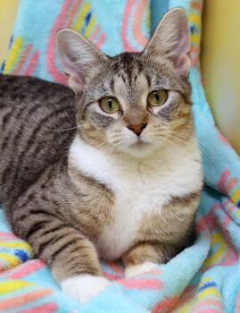 Domestic Short Hair Cats Available for Adoption in Tierra Verde, Florida - Chevy | PetCurious