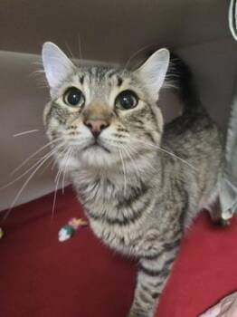 Toothless -  Domestic Medium Hair and Domestic Short Hair Cat for Adoption in Savannah, Georgia - Toothless | PetCurious