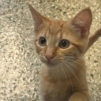 Sandy -  Domestic Short Hair Cat for Adoption in Cedar Rapids, Iowa - Sandy | PetCurious