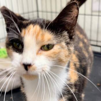 Nala -  Domestic Short Hair Cat for Adoption in Port Neches, Texas - Nala | PetCurious