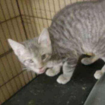 Rescue Domestic Short Hair Cats for Adoption in South Elgin, Illinois - Sasquatch | PetCurious