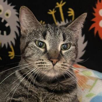 Domestic Short Hair Cats Available for Adoption in Chicago, Illinois - Mishka | PetCurious